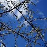 Ferienvilla 'la Speranza' Mit Privatem Garten By Interhome Holiday home Citta di Castello