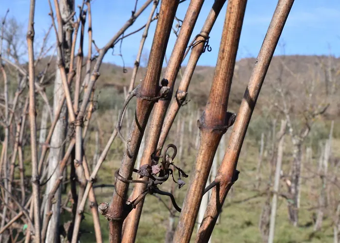 Ferienvilla 'la Speranza' Mit Privatem Garten By Interhome Prázdninový dům Città di Castello
